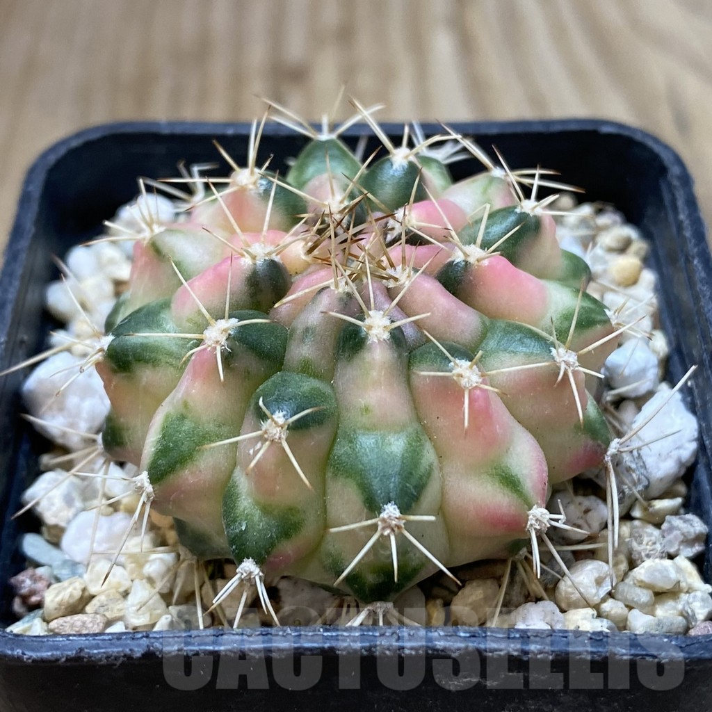 SHPR36244 Gymnocalycium mihanovichii ‘Cat Eye’ - Зображення 2