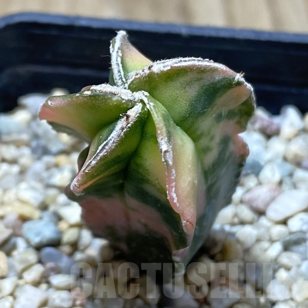 SHPR35966 Astrophytum myriostigma f. variegata