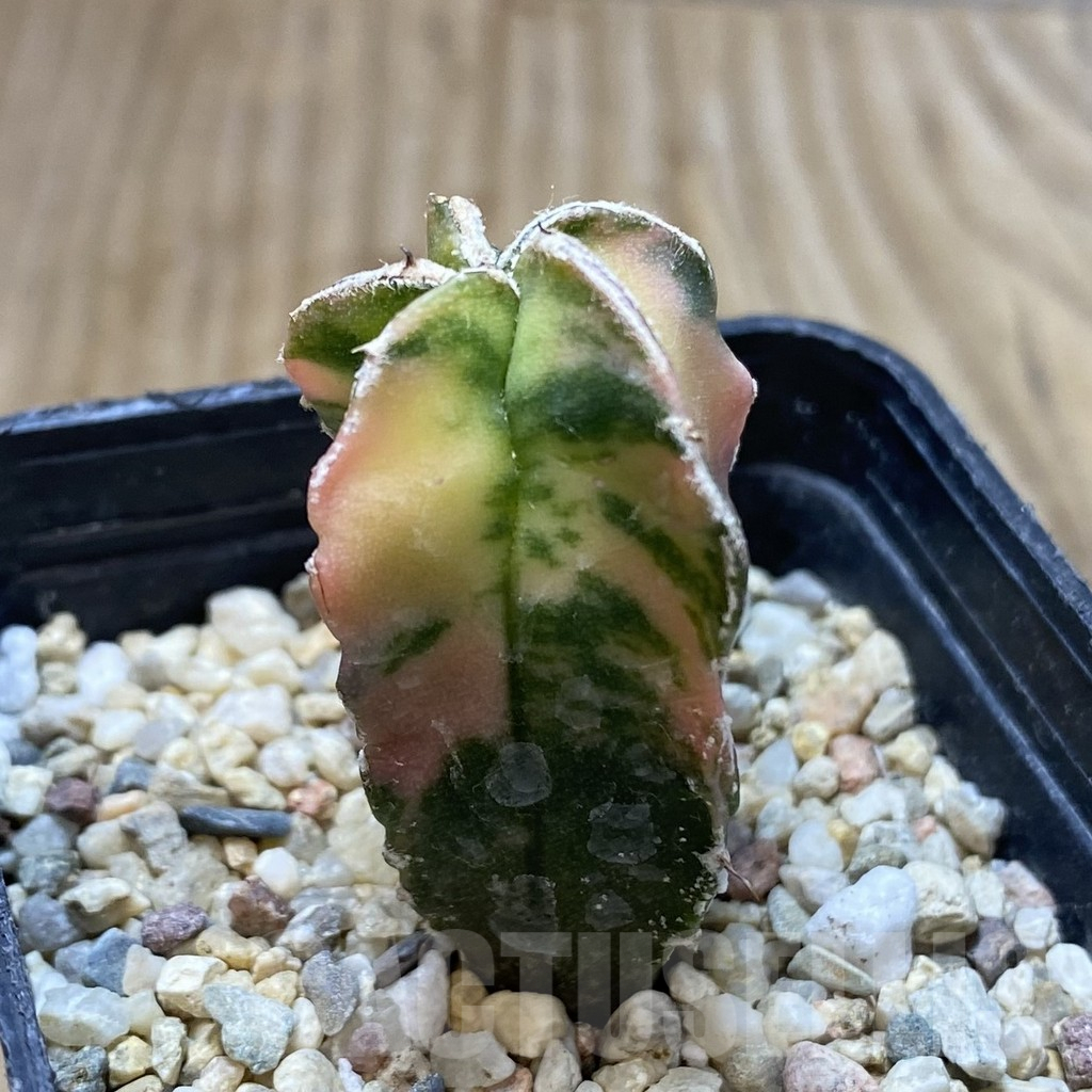 SHPR35966 Astrophytum myriostigma f. variegata – Bild 2