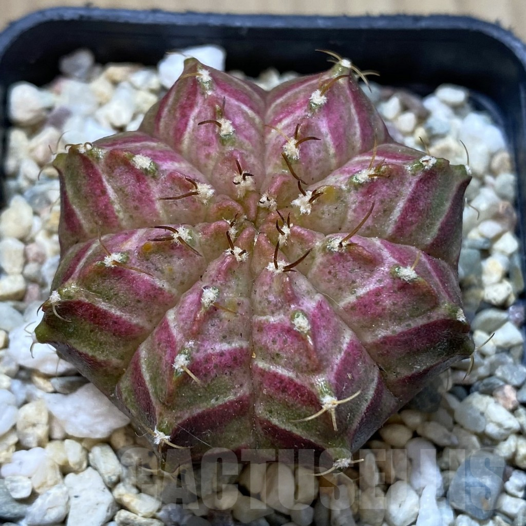 SHPR35905 Gymnocalycium mihanovichii ‘Neon’ hybrid, seedling