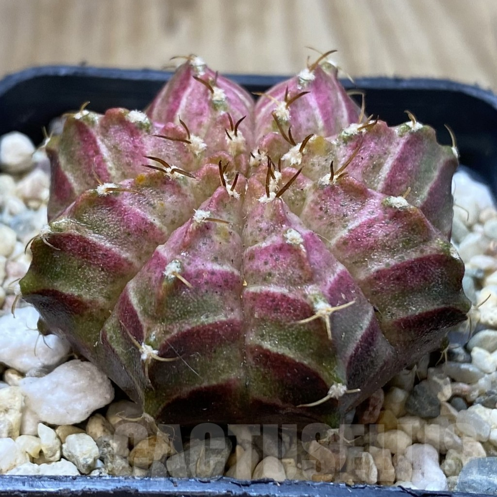 SHPR35905 Gymnocalycium mihanovichii ‘Neon’ hybrid, seedling - Image 2