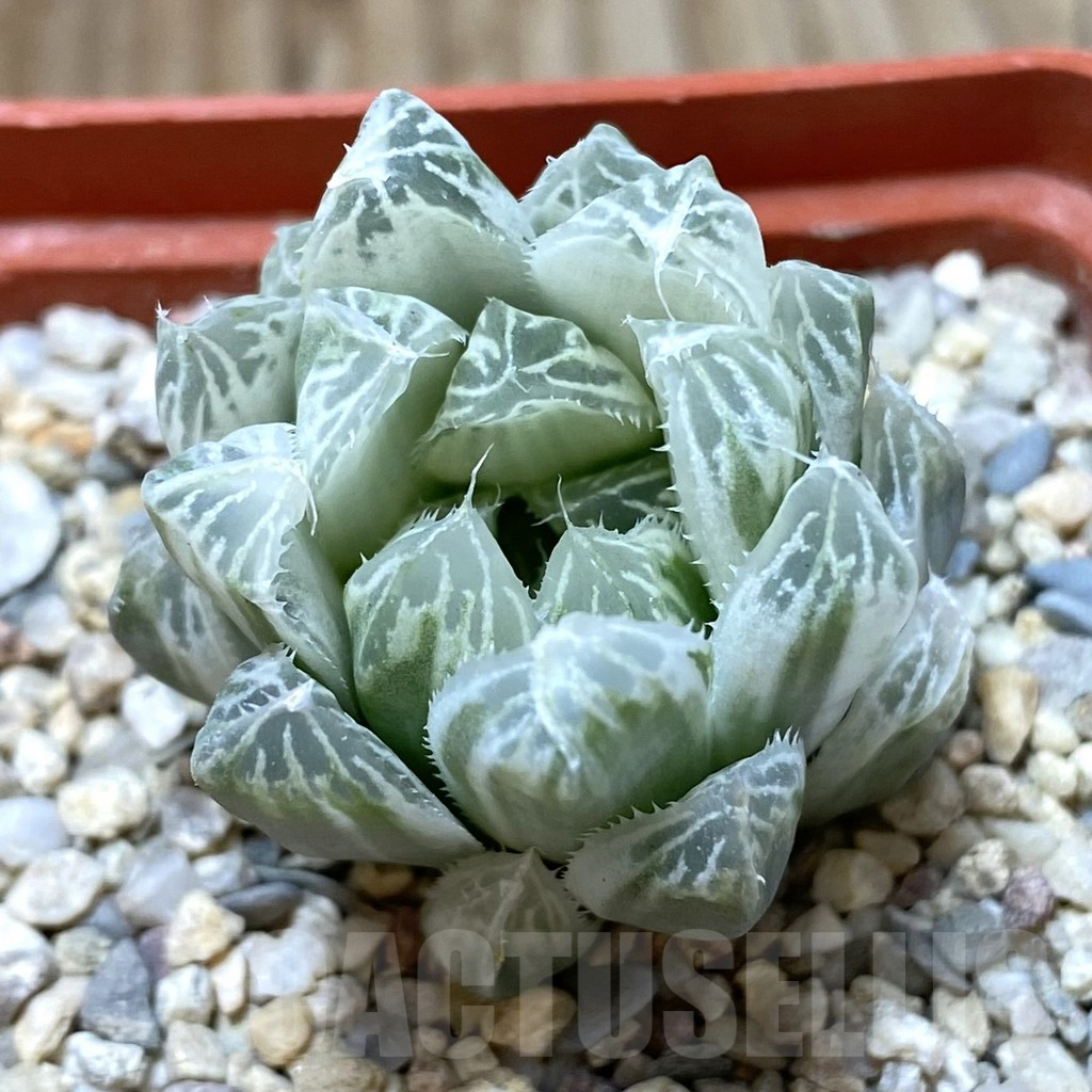 SHPR37836 Haworthia cooperi f. variegata
