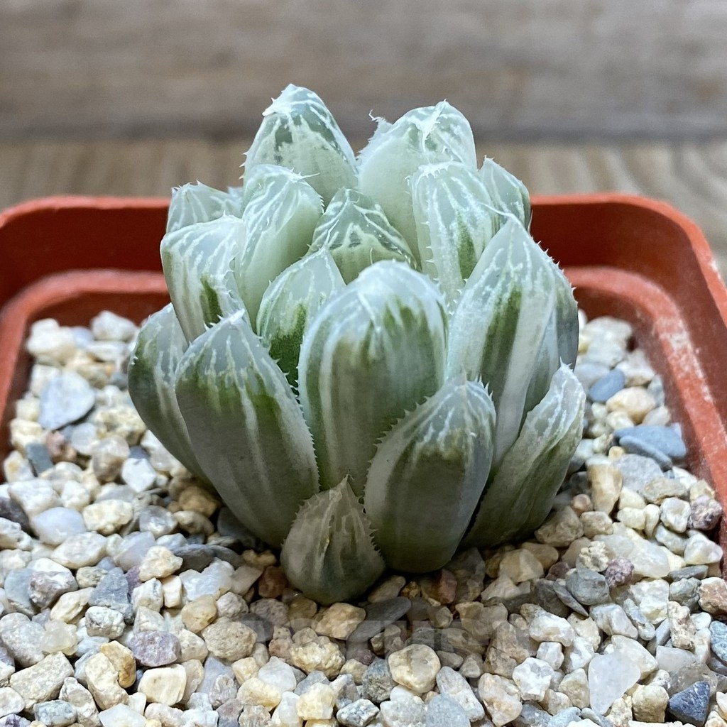 SHPR37836 Haworthia cooperi f. variegata - immagine 2