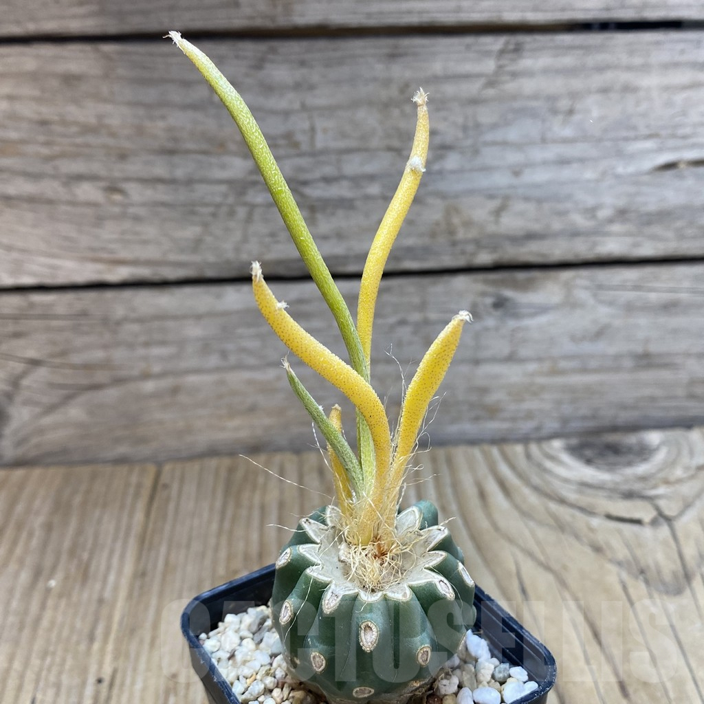 SHPR35717 Astrophytum caput-medusae f. variegata, grafted - Image 2