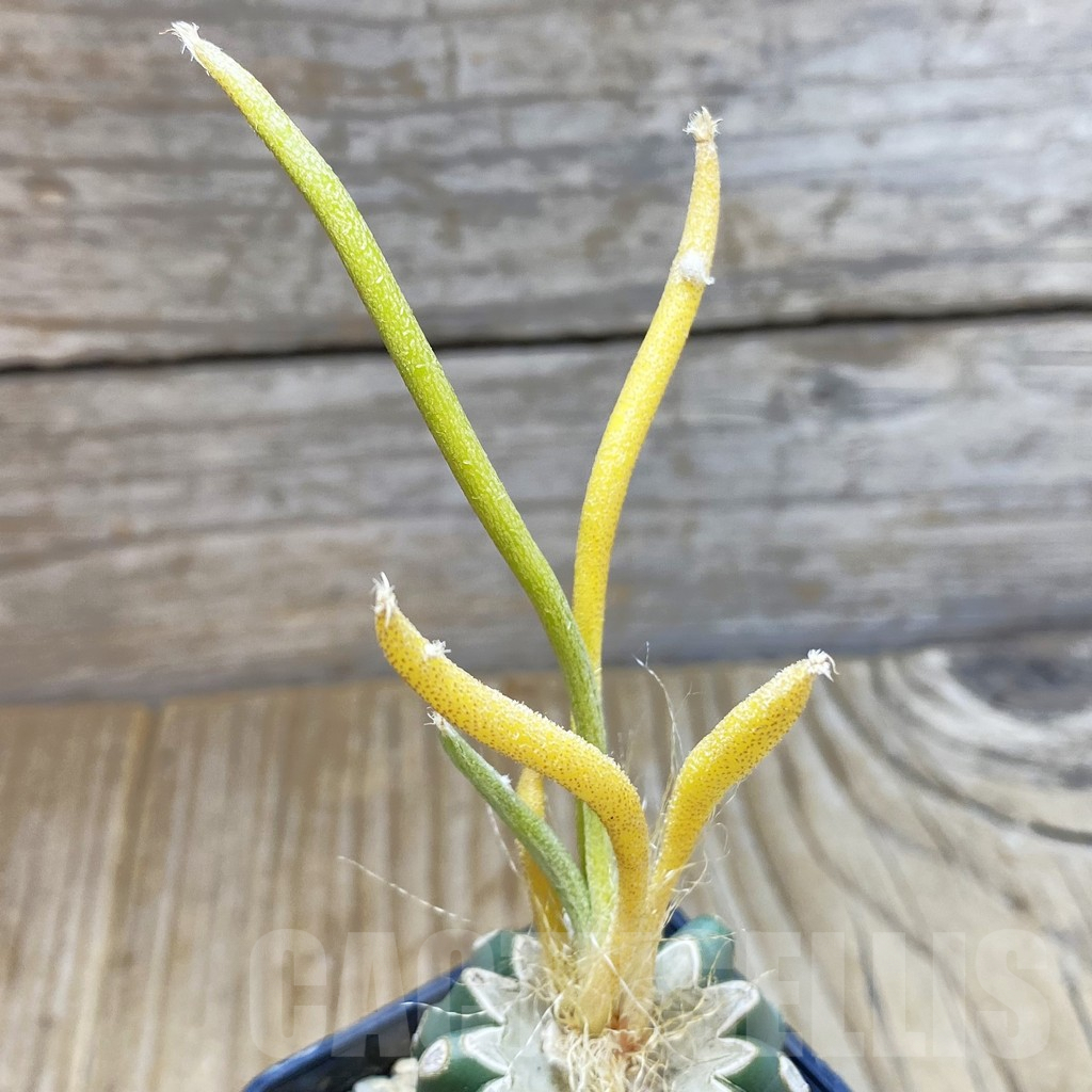 SHPR35717 Astrophytum caput-medusae f. variegata, grafted