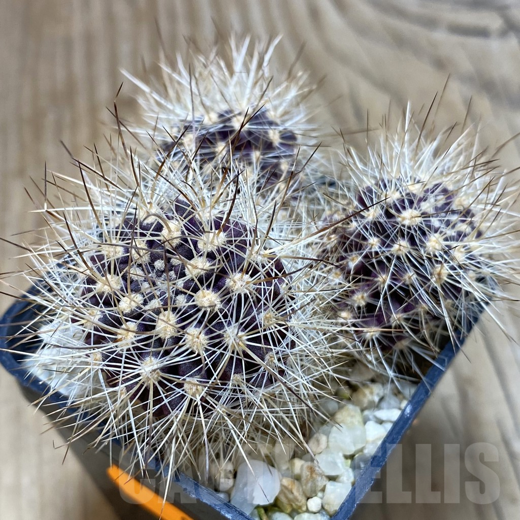 SH081 Neoporteria gerocephala, MG 1031