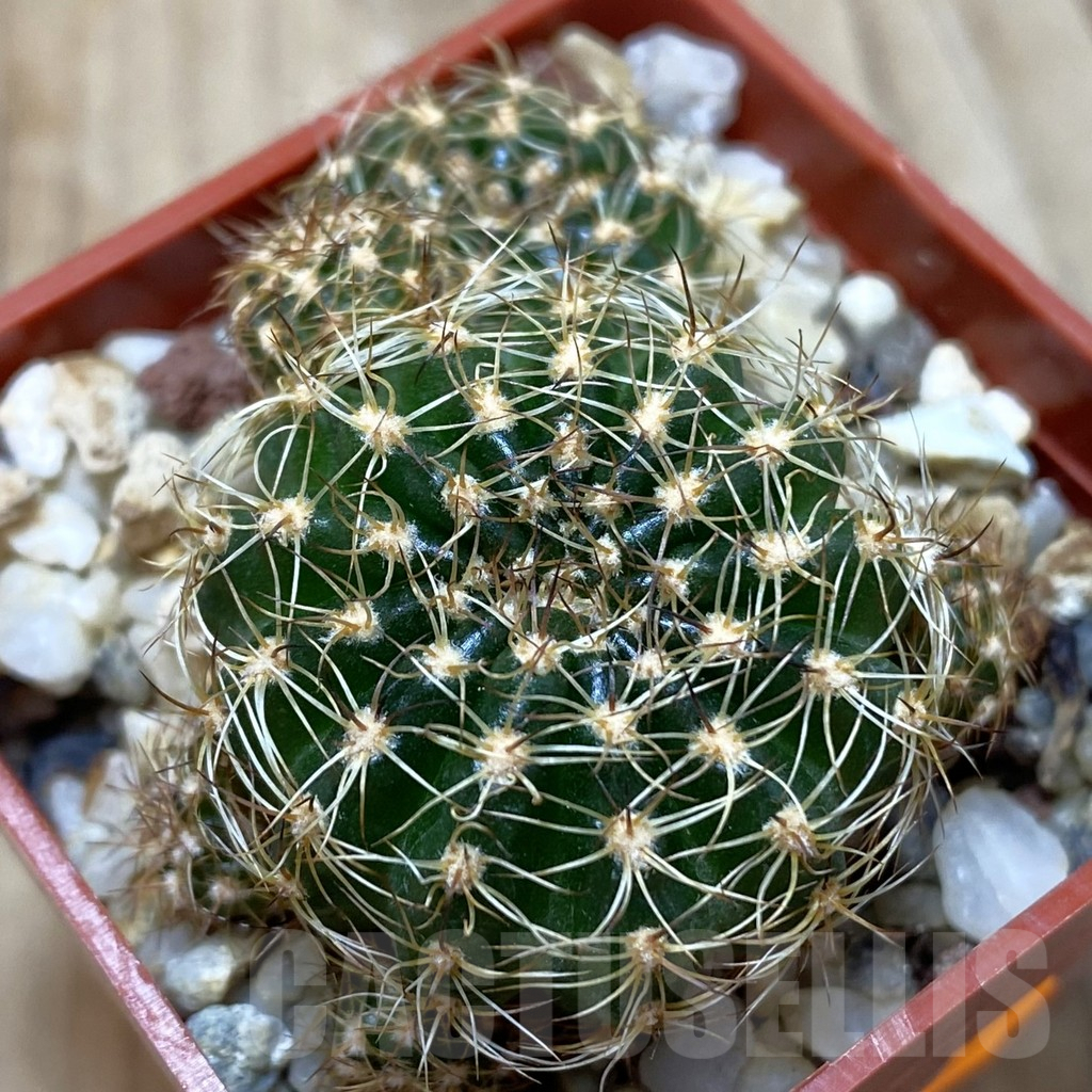 SH409 Lobivia arachnacantha