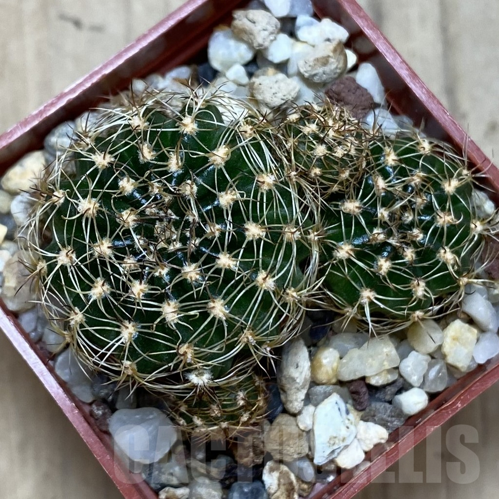 SH409 Lobivia arachnacantha - Image 2