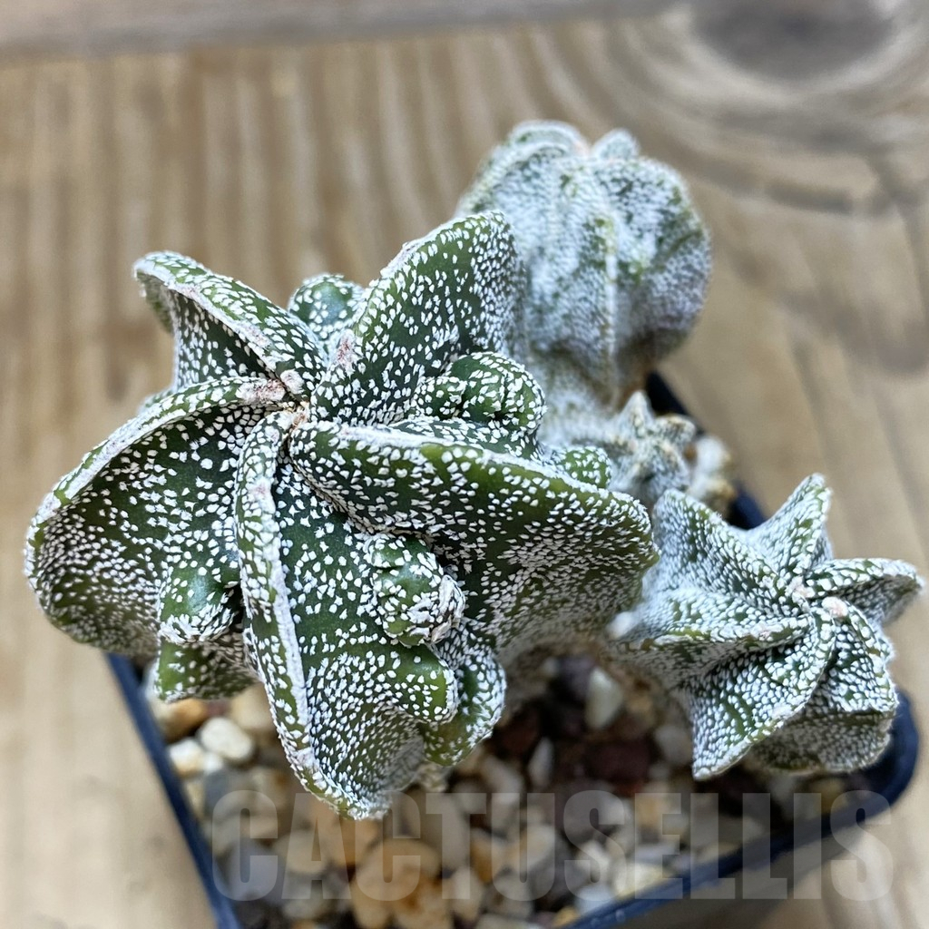 SH443 Astrophytum myriostigma 'Fukuryu'