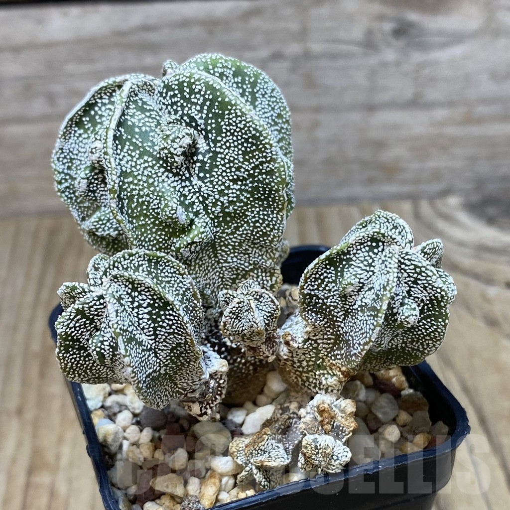 SH443 Astrophytum myriostigma 'Fukuryu' - Image 2
