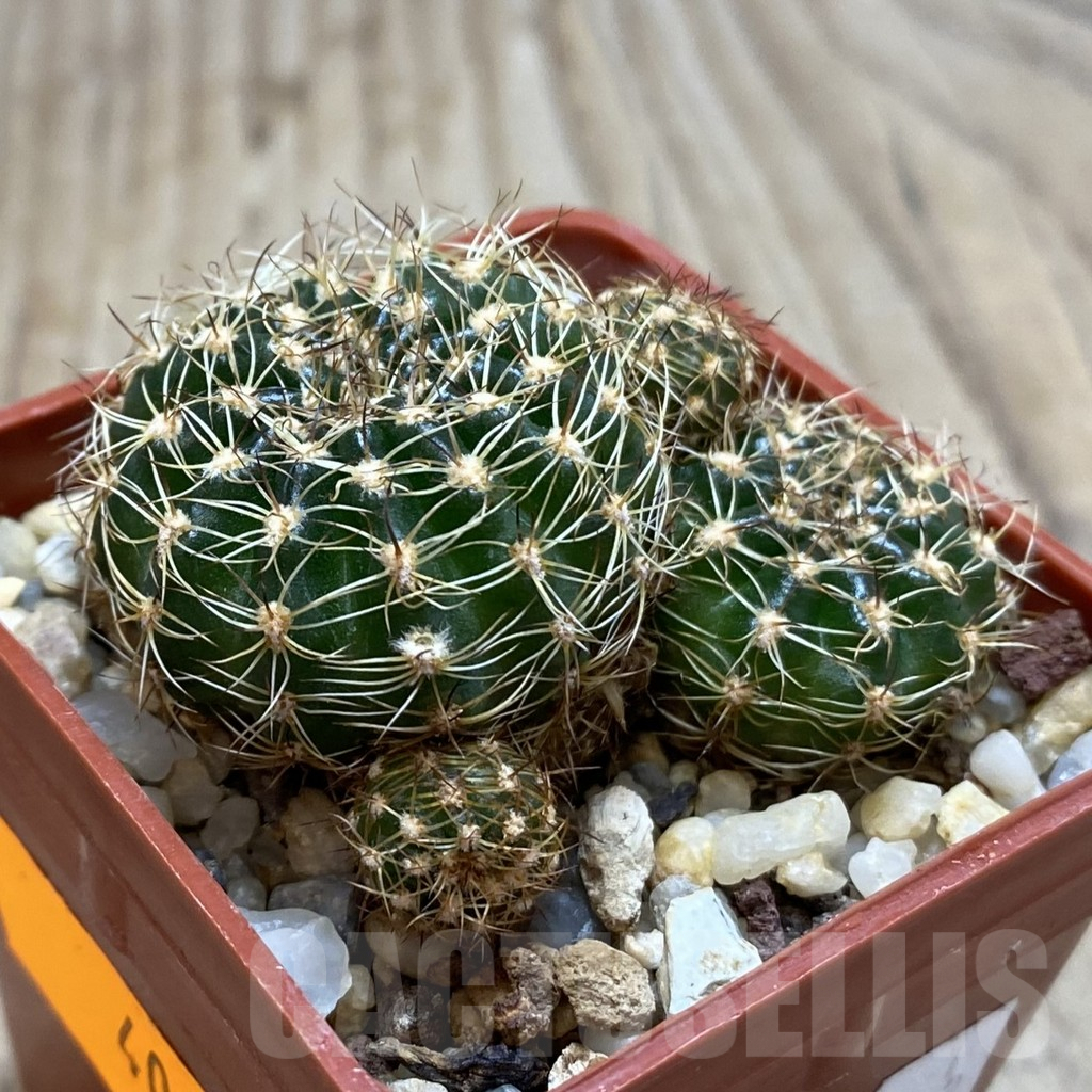 SH409 Lobivia arachnacantha - Image 3