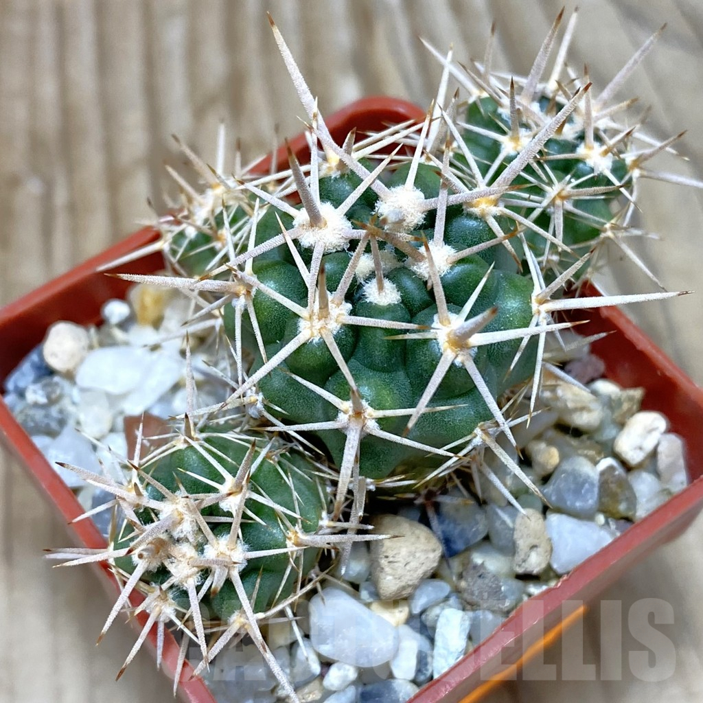 SH459 Gymnocalycium achirasense