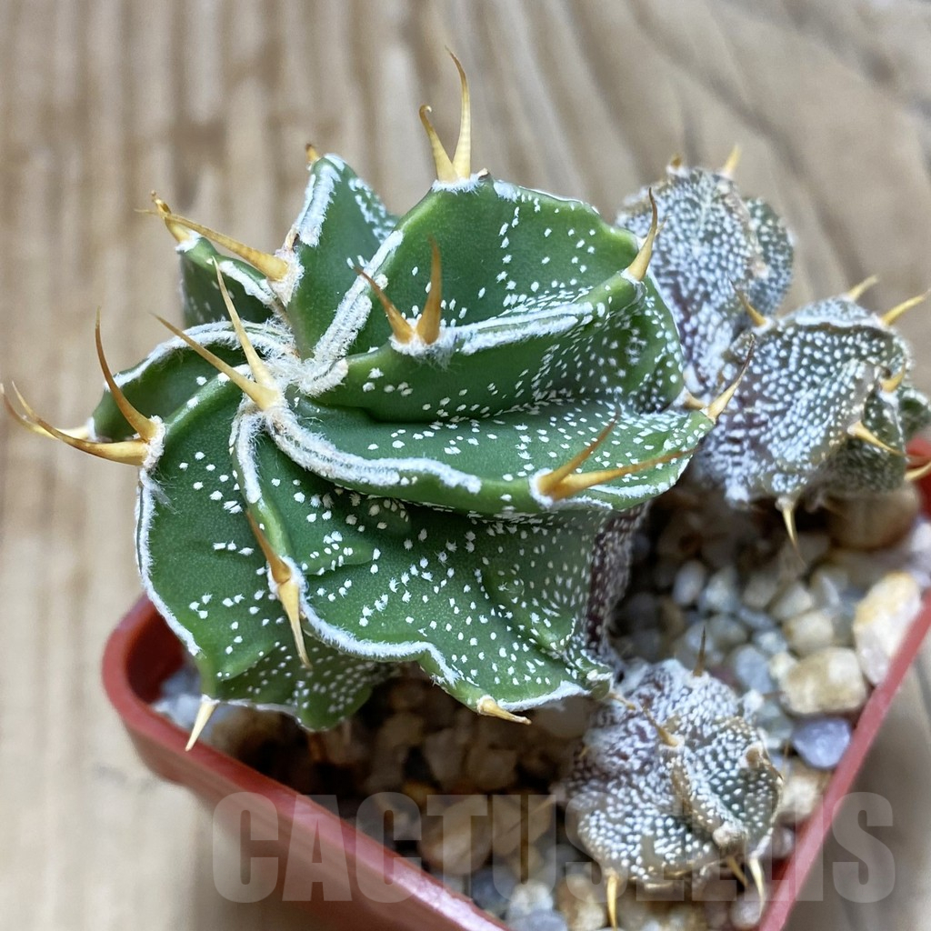 SH550 Astrophytum ornatum ‘Fukuryu’