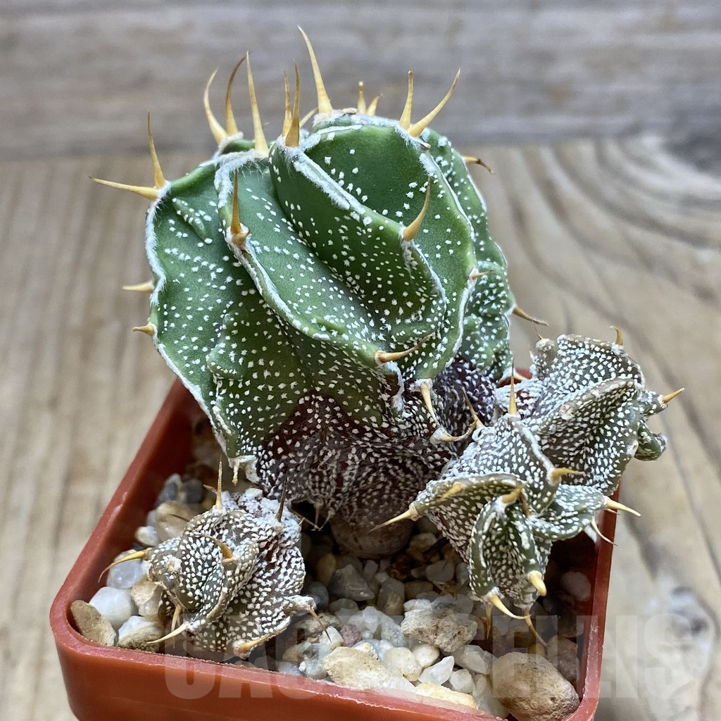SH550 Astrophytum ornatum ‘Fukuryu’ - Зображення 2