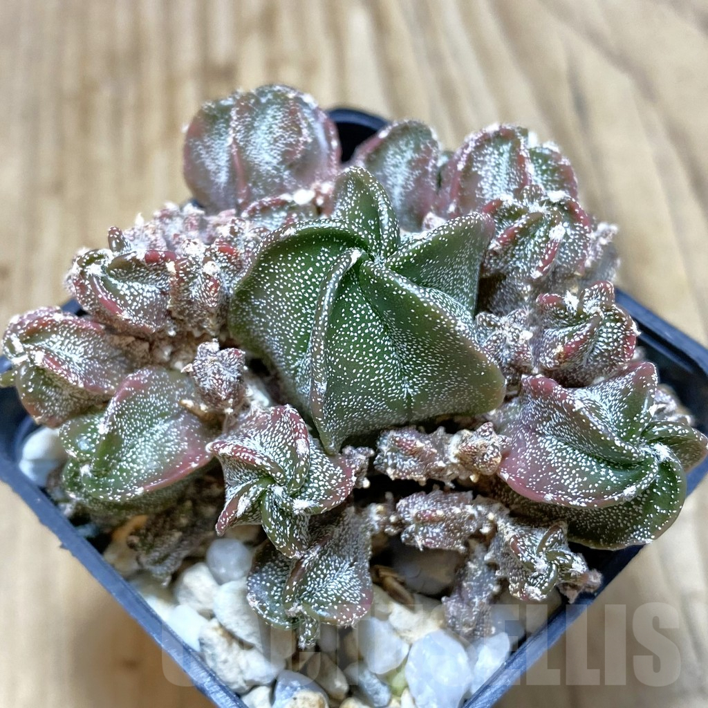 SH551 Astrophytum myriostigma ‘Fukuryu’