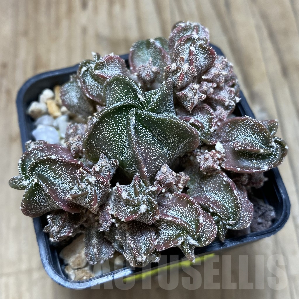 SH551 Astrophytum myriostigma ‘Fukuryu’ - Image 2