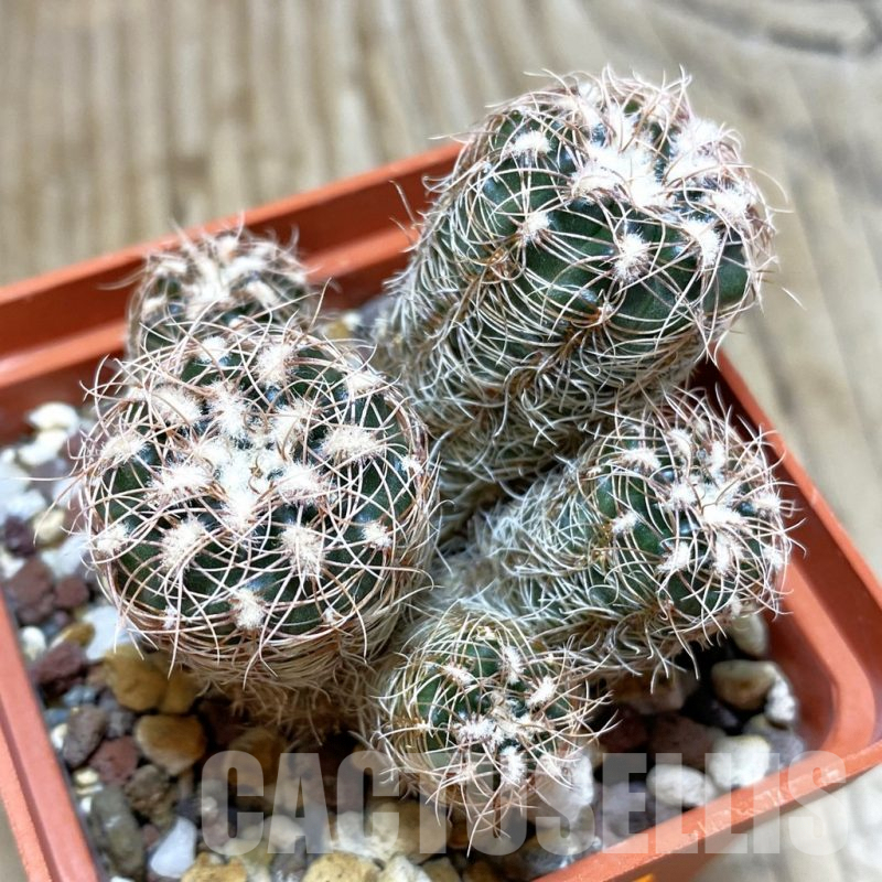 SH563 Gymnocalycium bruchii ssp. melojeri VG 272