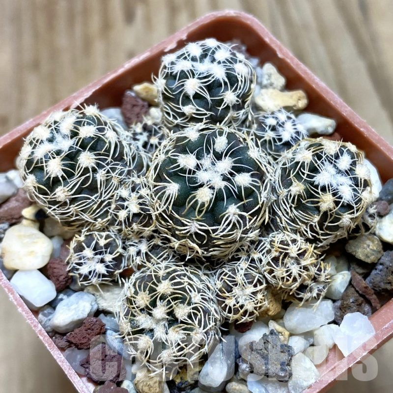 SH566 Gymnocalycium bruchii -Bercht- 2042