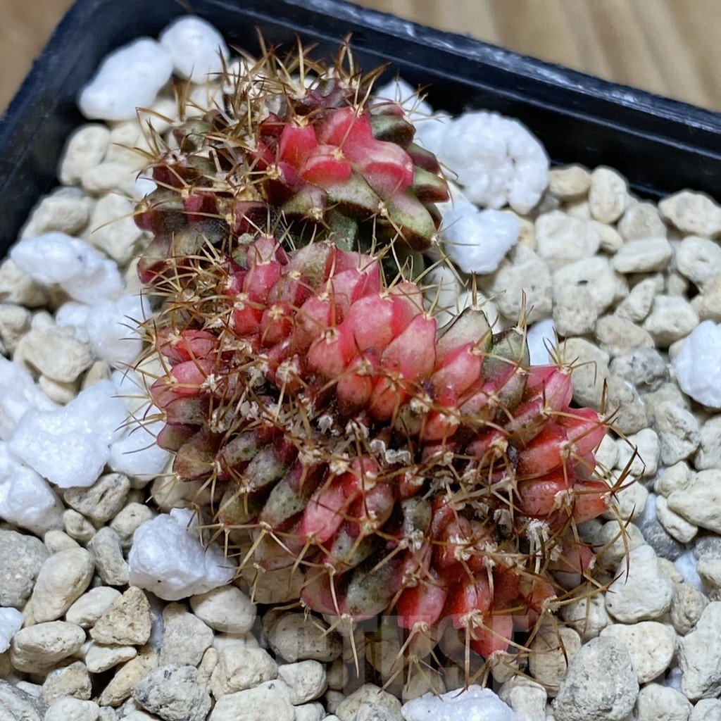 SH725 Gymnocalycium mihanovichii variegata f. cristata