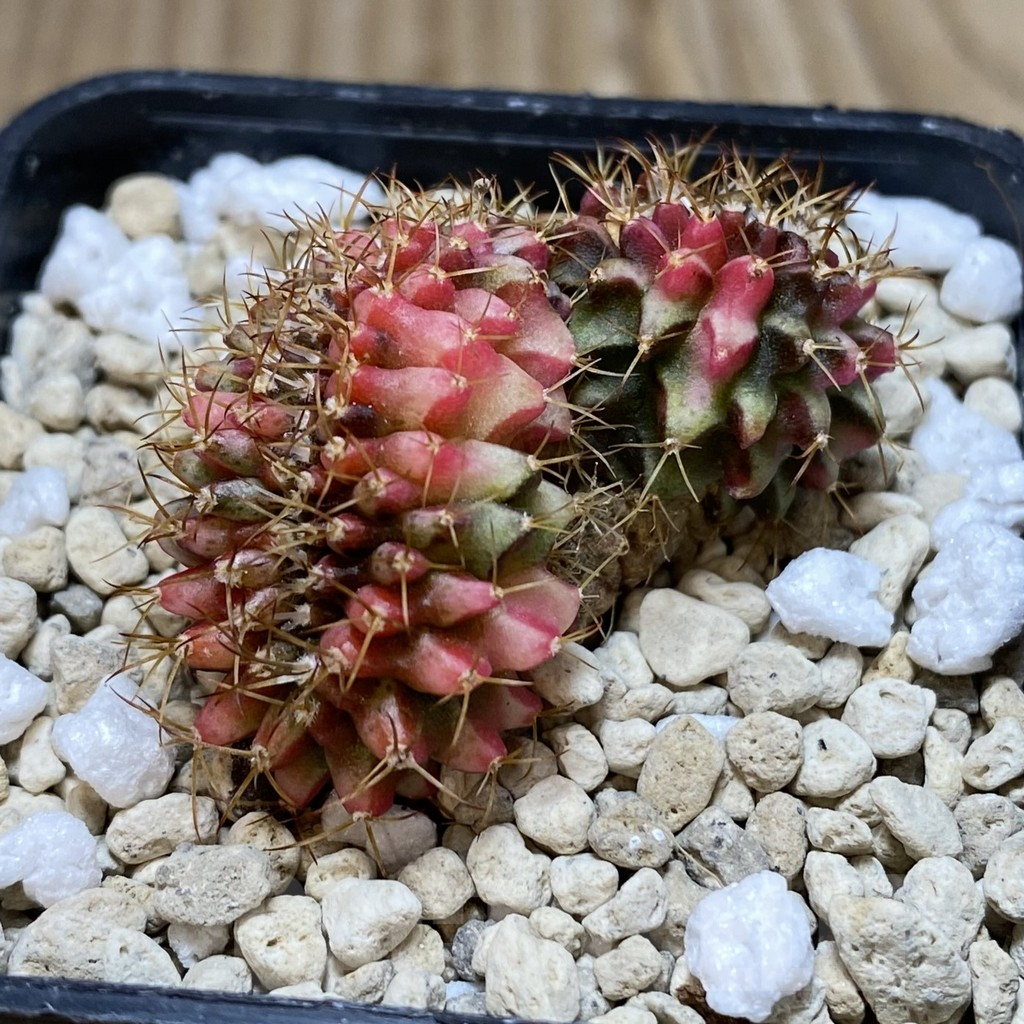 SH725 Gymnocalycium mihanovichii variegata f. cristata - Image 2