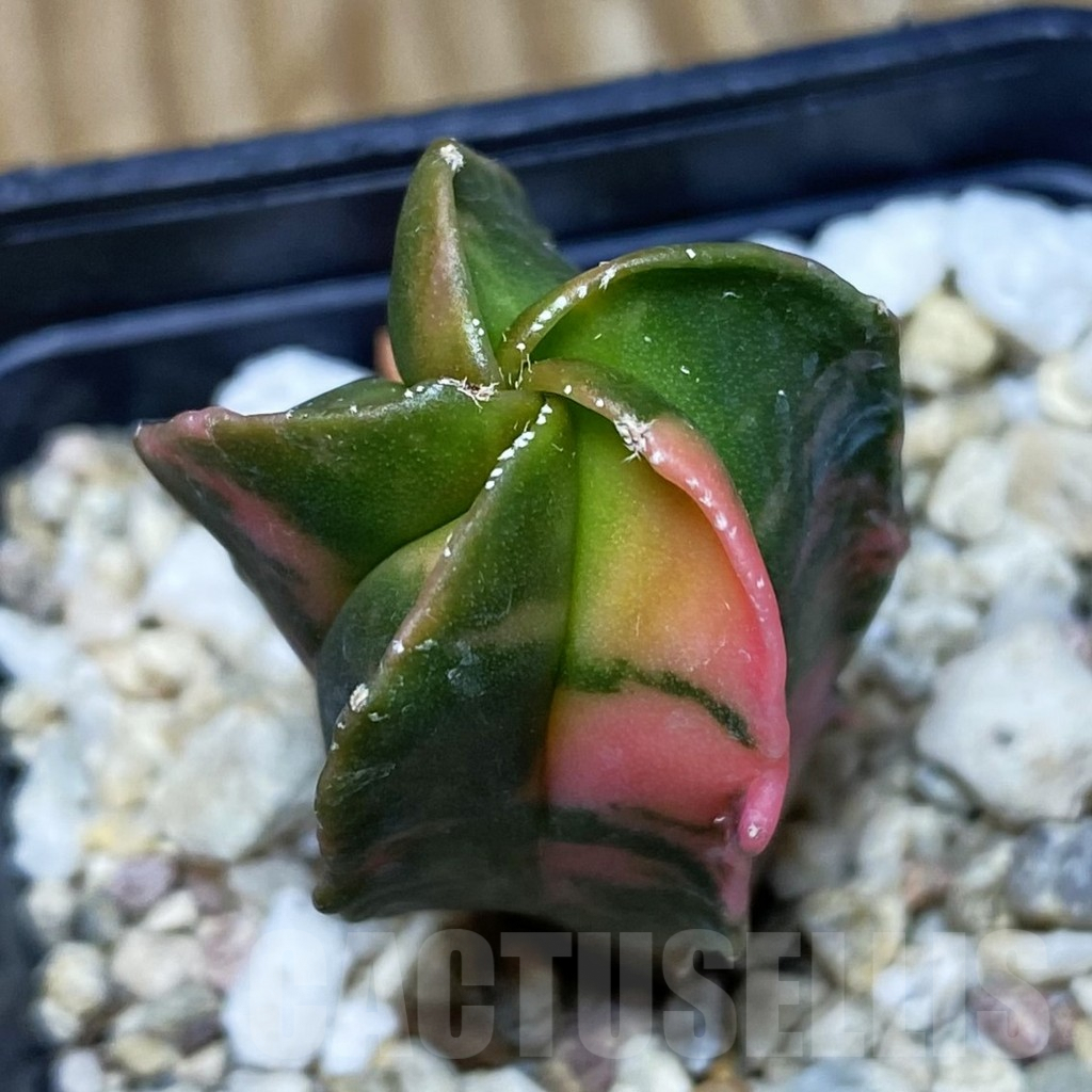 SH741 Astrophytum myriostigma f. variegata