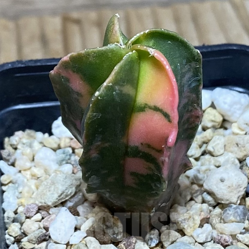 SH741 Astrophytum myriostigma f. variegata - Image 3