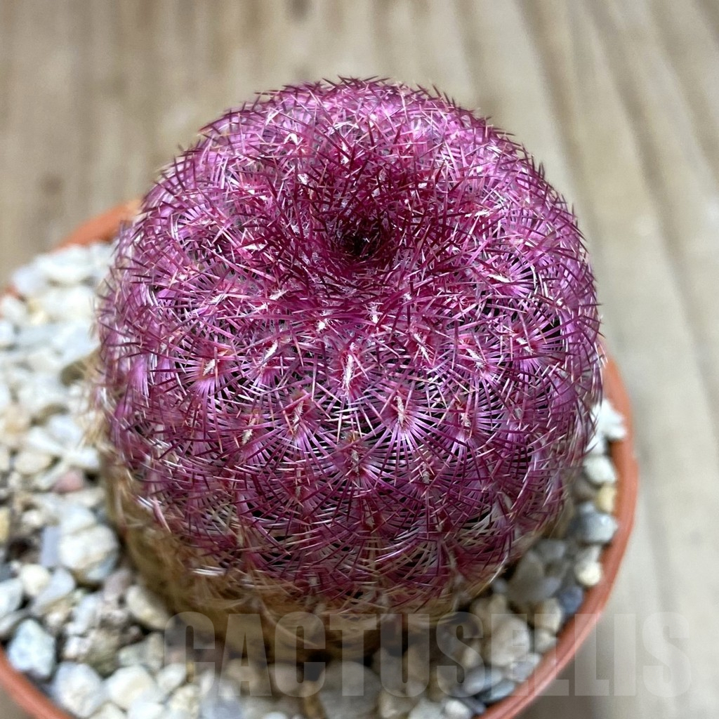 SHND1102 Echinocereus rigidissimus v. rubispinus