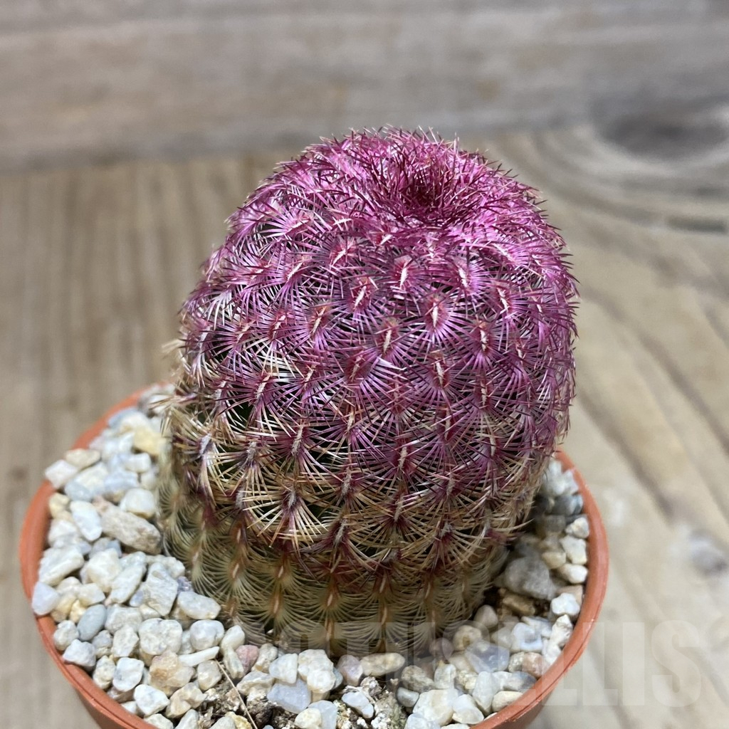 SHND1102 Echinocereus rigidissimus v. rubispinus - immagine 2