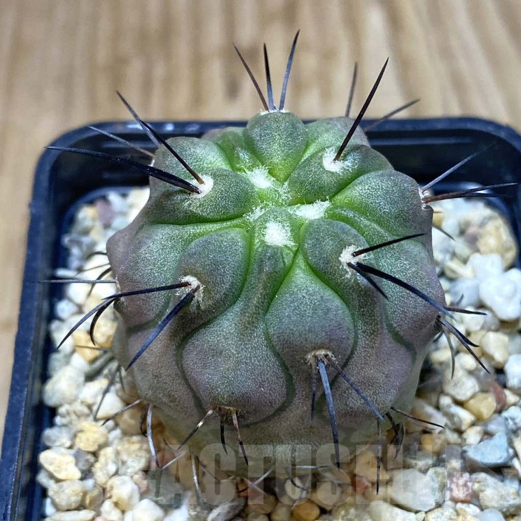 SH1201 Copiapoa dealbata v. carrizalensis PHA 2523