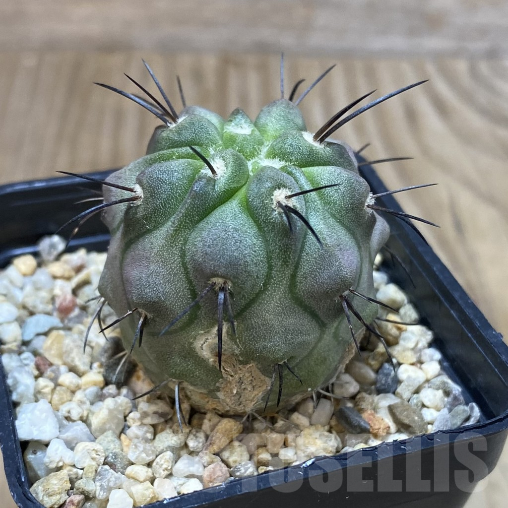 SH1201 Copiapoa dealbata v. carrizalensis PHA 2523 - Image 2