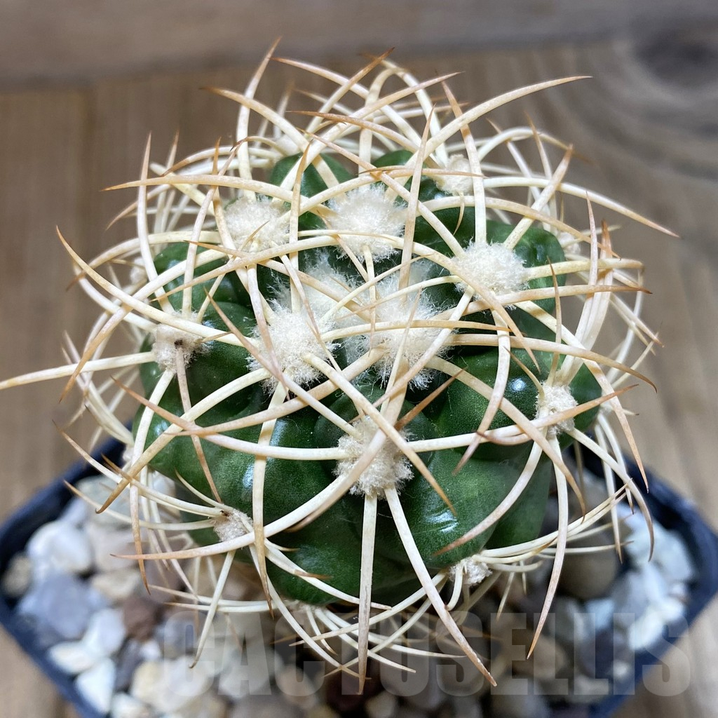 SH1393 Discocactus zehntneri ssp. mirohalfarii MH912, grafted -Juazeiro do Piaui-