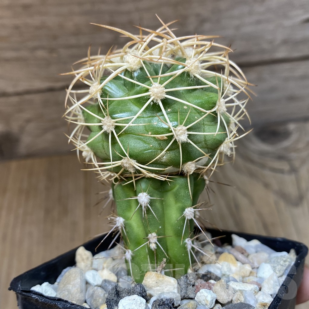 SH1393 Discocactus zehntneri ssp. mirohalfarii MH912, grafted -Juazeiro do Piaui- - Image 2