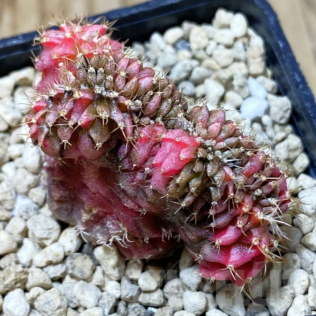 SHPR36254 Gymnocalycium mihanovichii variegata f. cristata