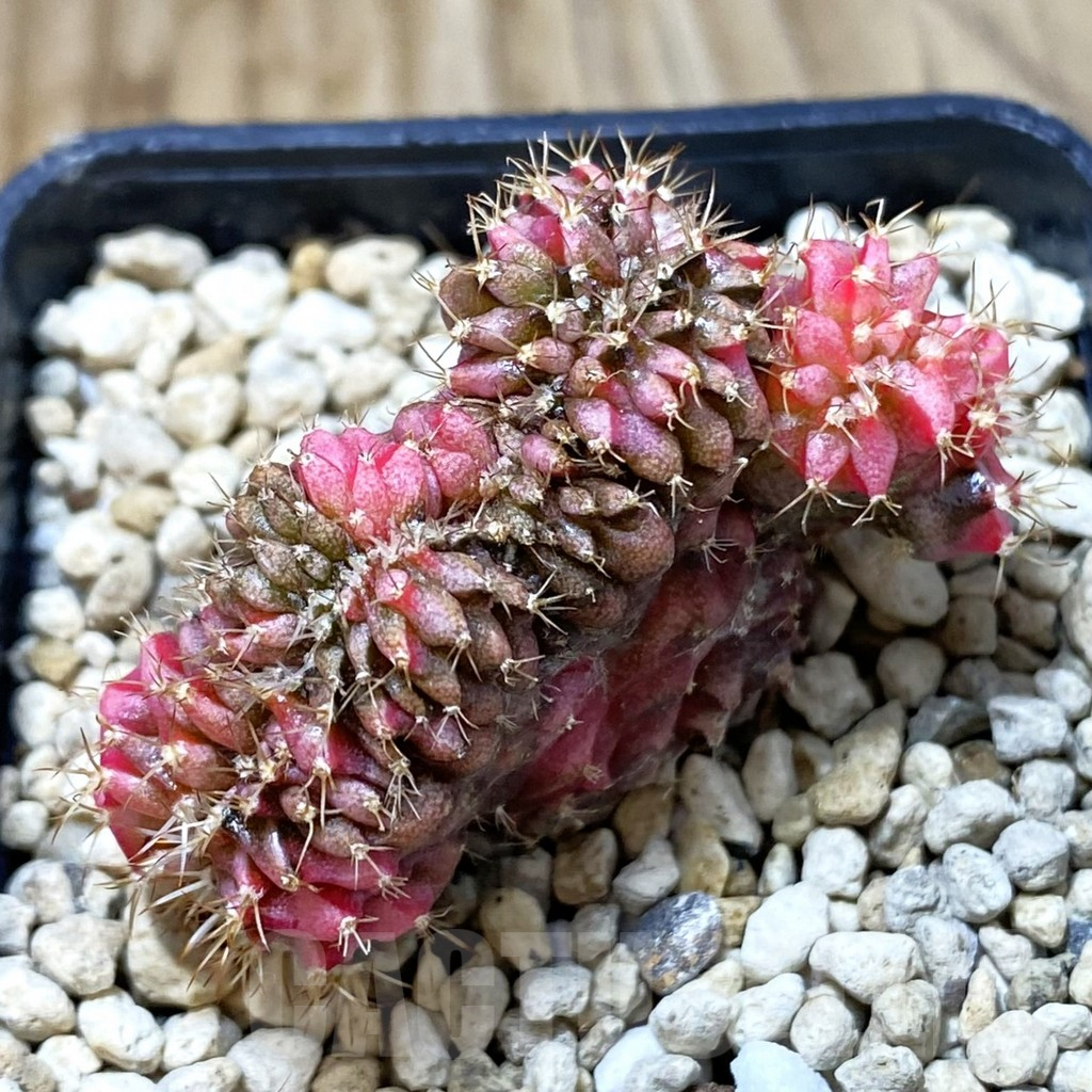 SHPR36254 Gymnocalycium mihanovichii variegata f. cristata – Image 2