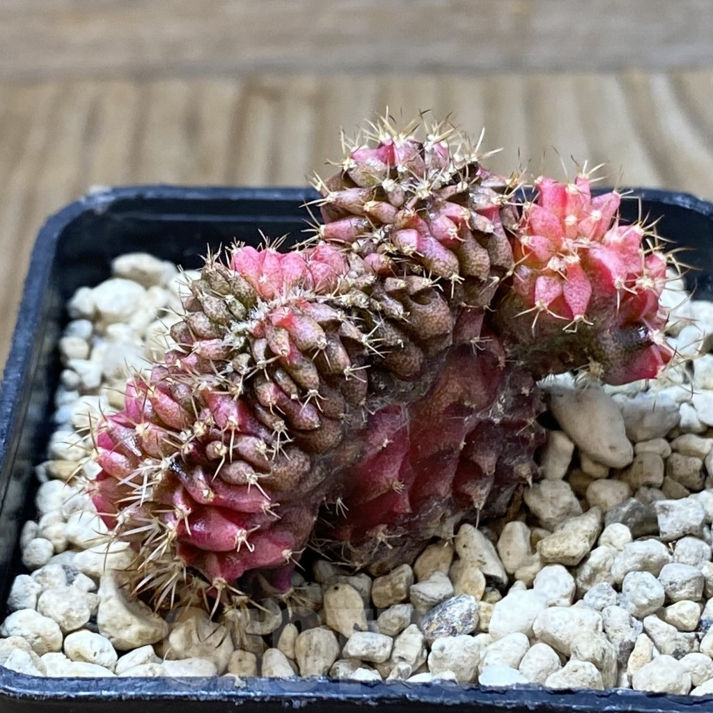 SHPR36254 Gymnocalycium mihanovichii variegata f. cristata – Image 3