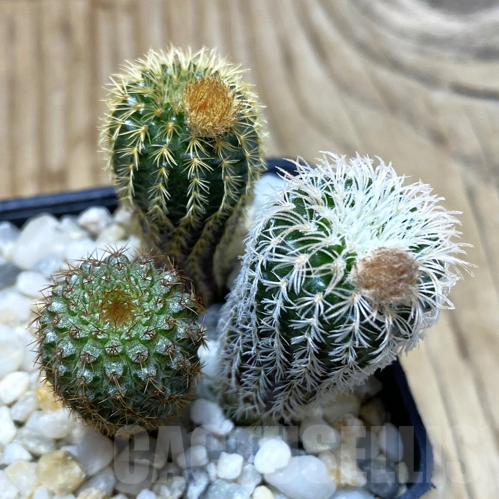 SH2900 Frailea mix, 3 plants