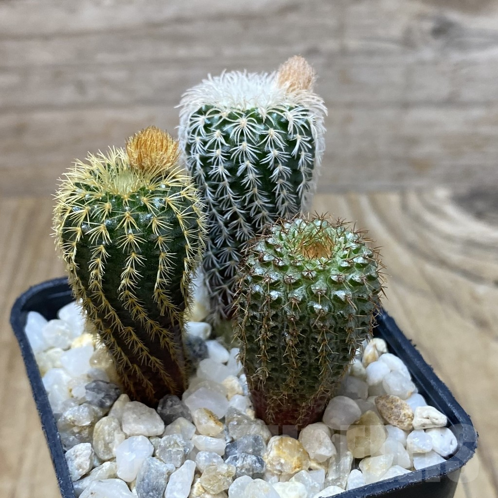 SH2900 Frailea mix, 3 plants - immagine 2