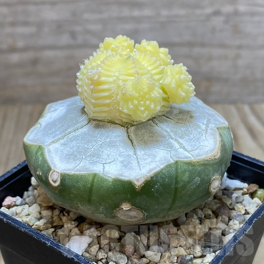 SH2871 Aztekium valdezii f. variegata, grafted - Imagen 2