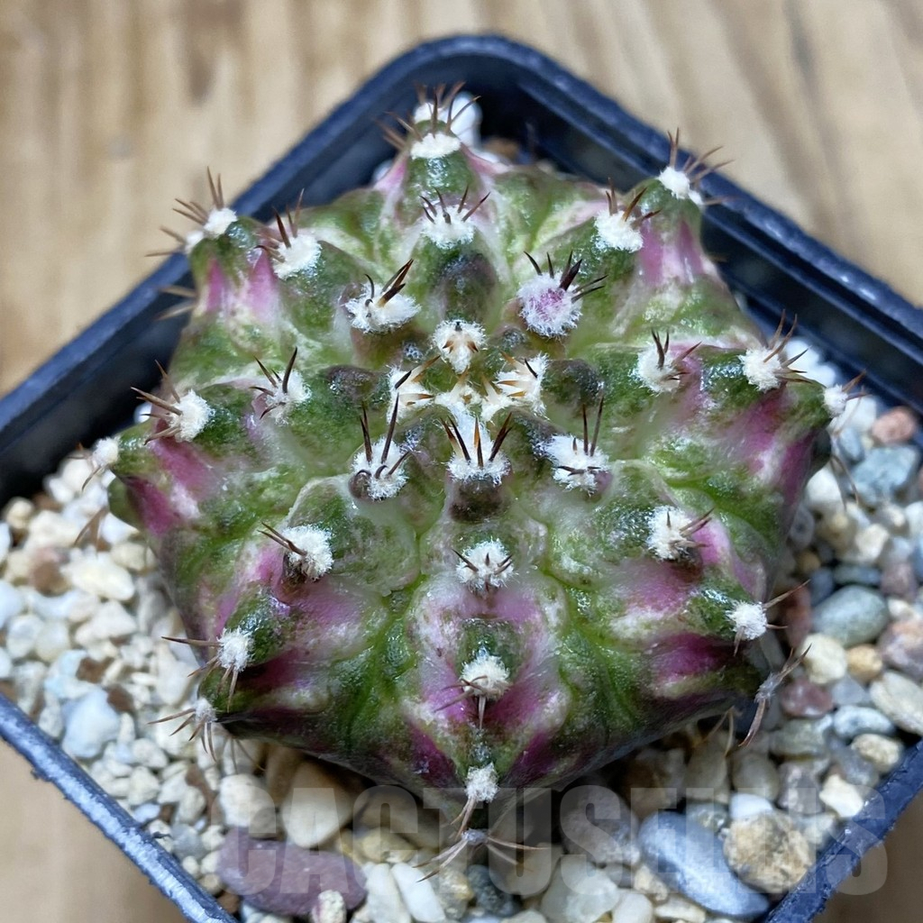 SH2984 Gymnocalycium mihanovichii 'T-Rex'