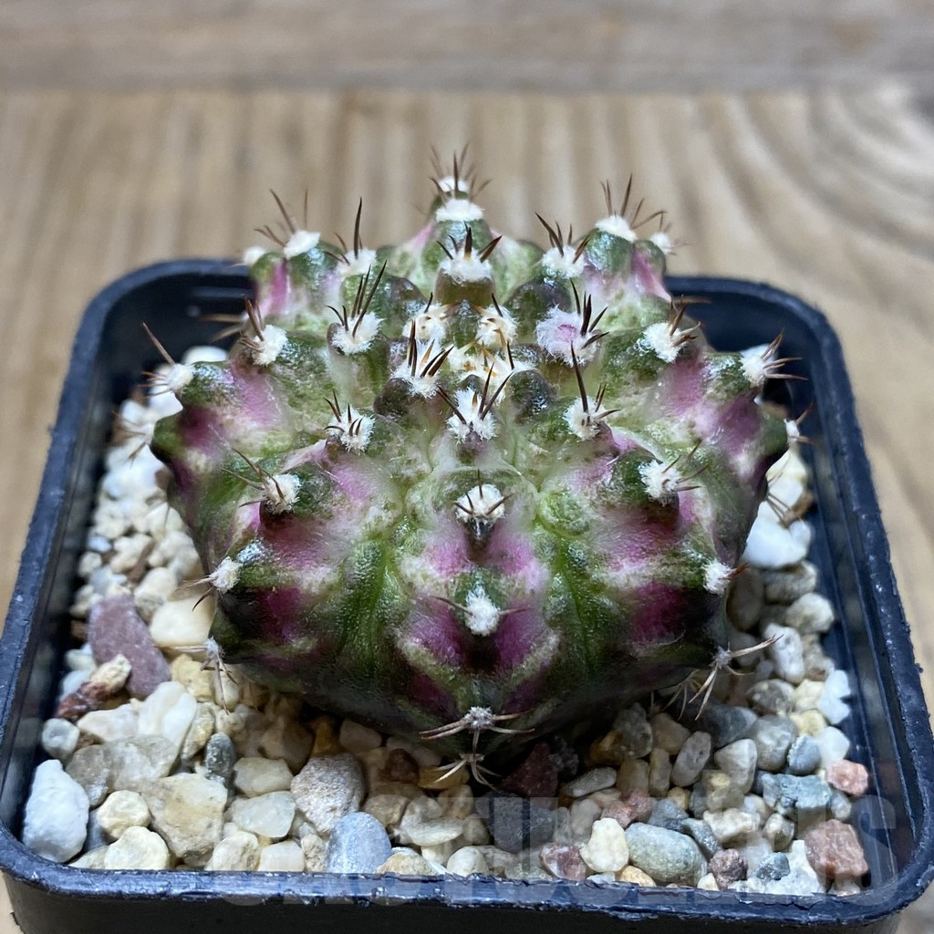 SH2984 Gymnocalycium mihanovichii 'T-Rex' - Imagen 2