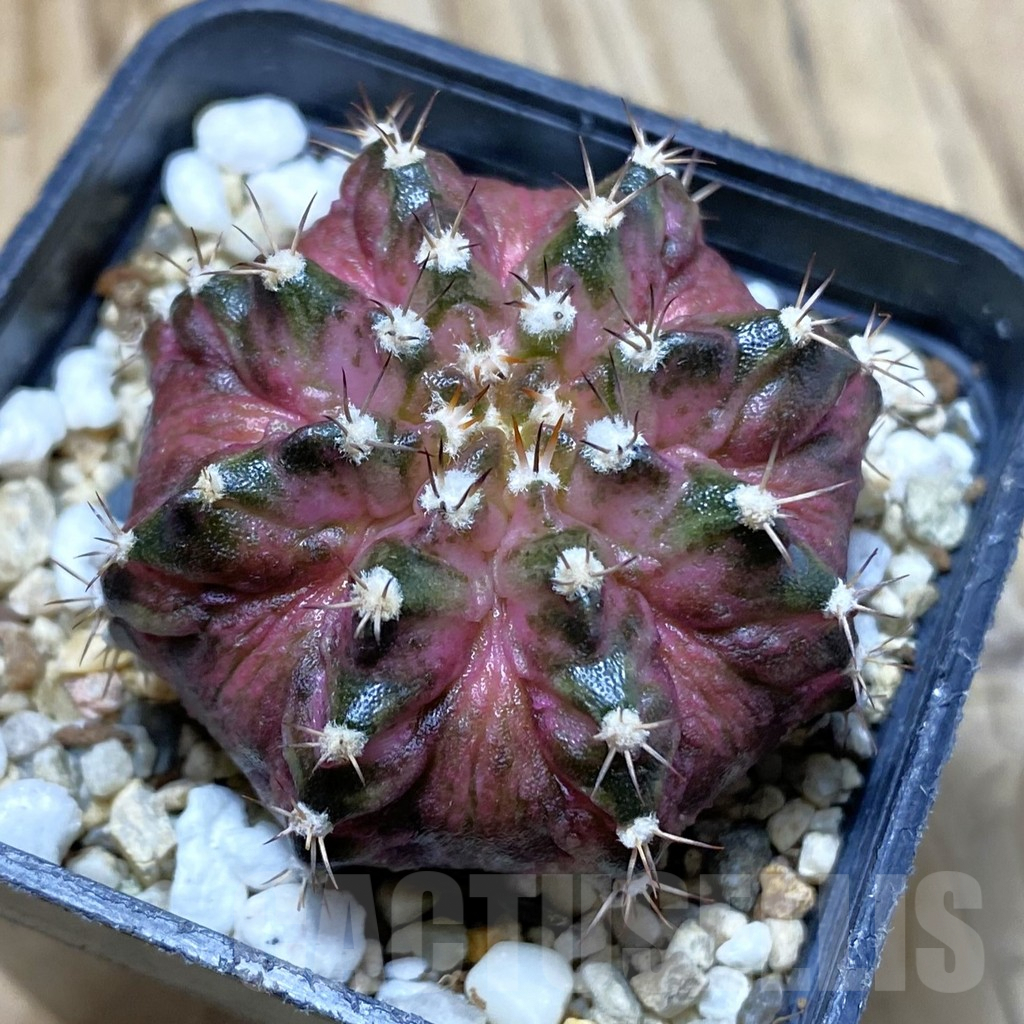 SH2985 Gymnocalycium mihanovichii 'T-Rex'