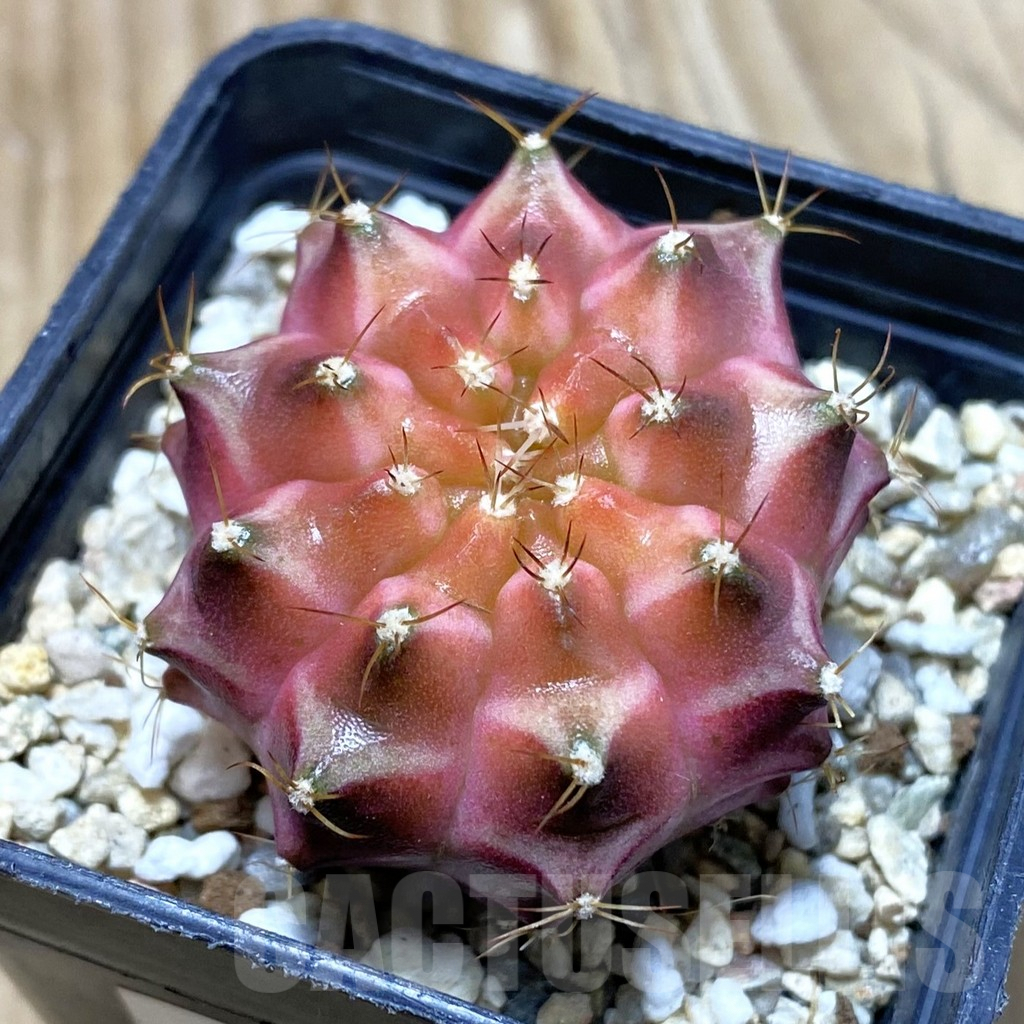 SH2876 Gymnocalycium mihanovichii ‘Neon’ hybrid