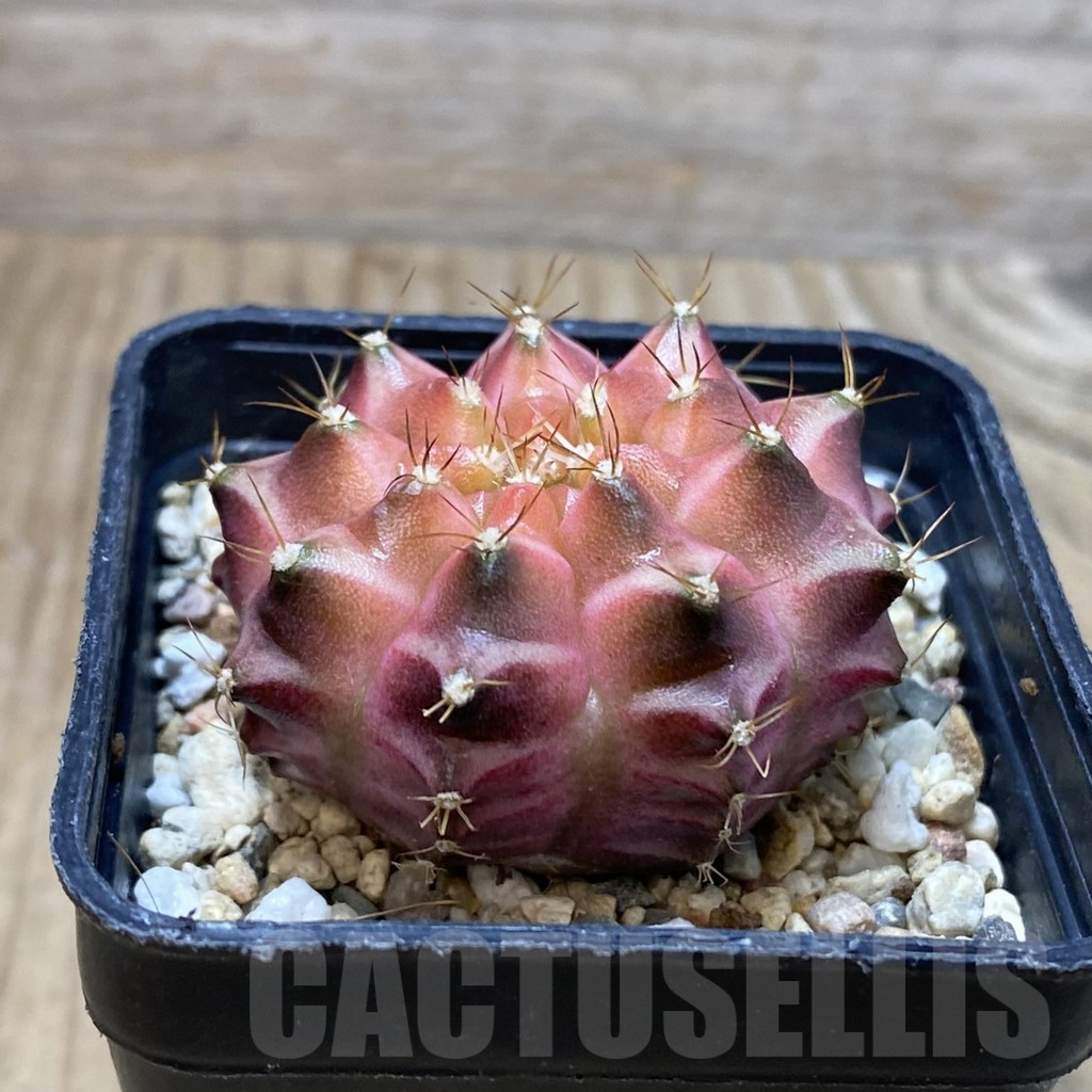 SH2876 Gymnocalycium mihanovichii ‘Neon’ hybrid - Obrázek 2
