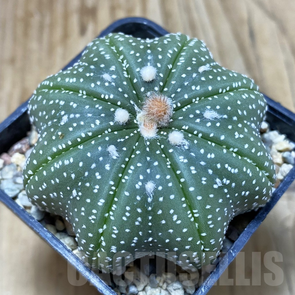 SH2878 Astrophytum asterias ‘Star Shape’