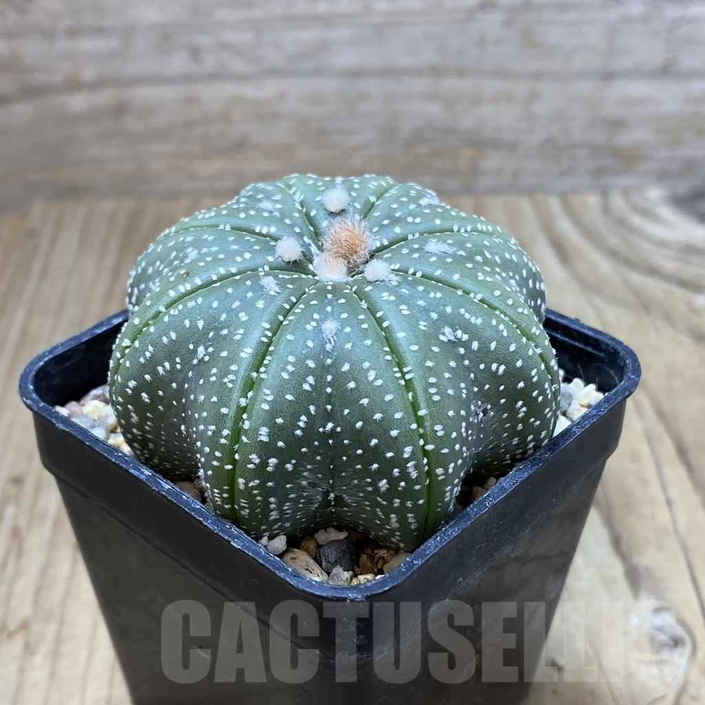 SH2878 Astrophytum asterias ‘Star Shape’ - immagine 2