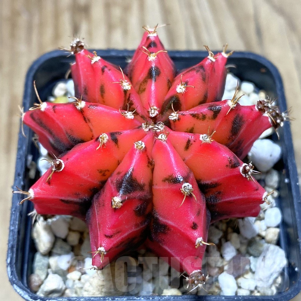SH2880 Gymnocalycium mihanovichii ‘Mexican Cherry’