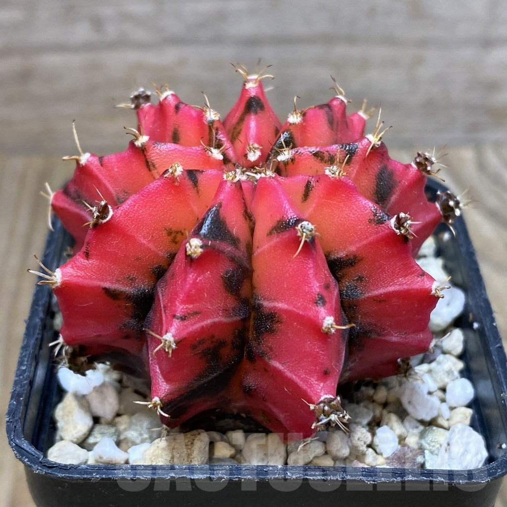 SH2880 Gymnocalycium mihanovichii ‘Mexican Cherry’ – Bild 2
