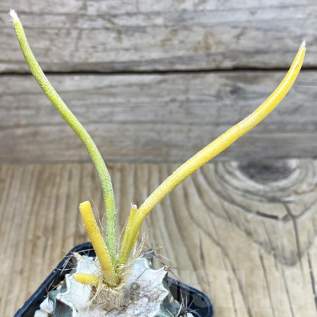 SH2884 Astrophytum caput-medusae f. variegata, grafted