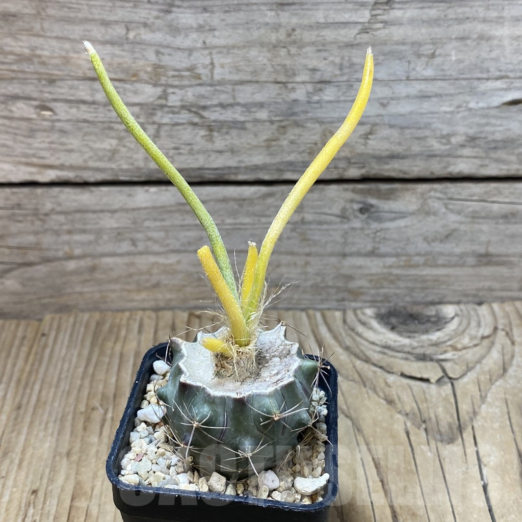 SH2884 Astrophytum caput-medusae f. variegata, grafted - Зображення 2