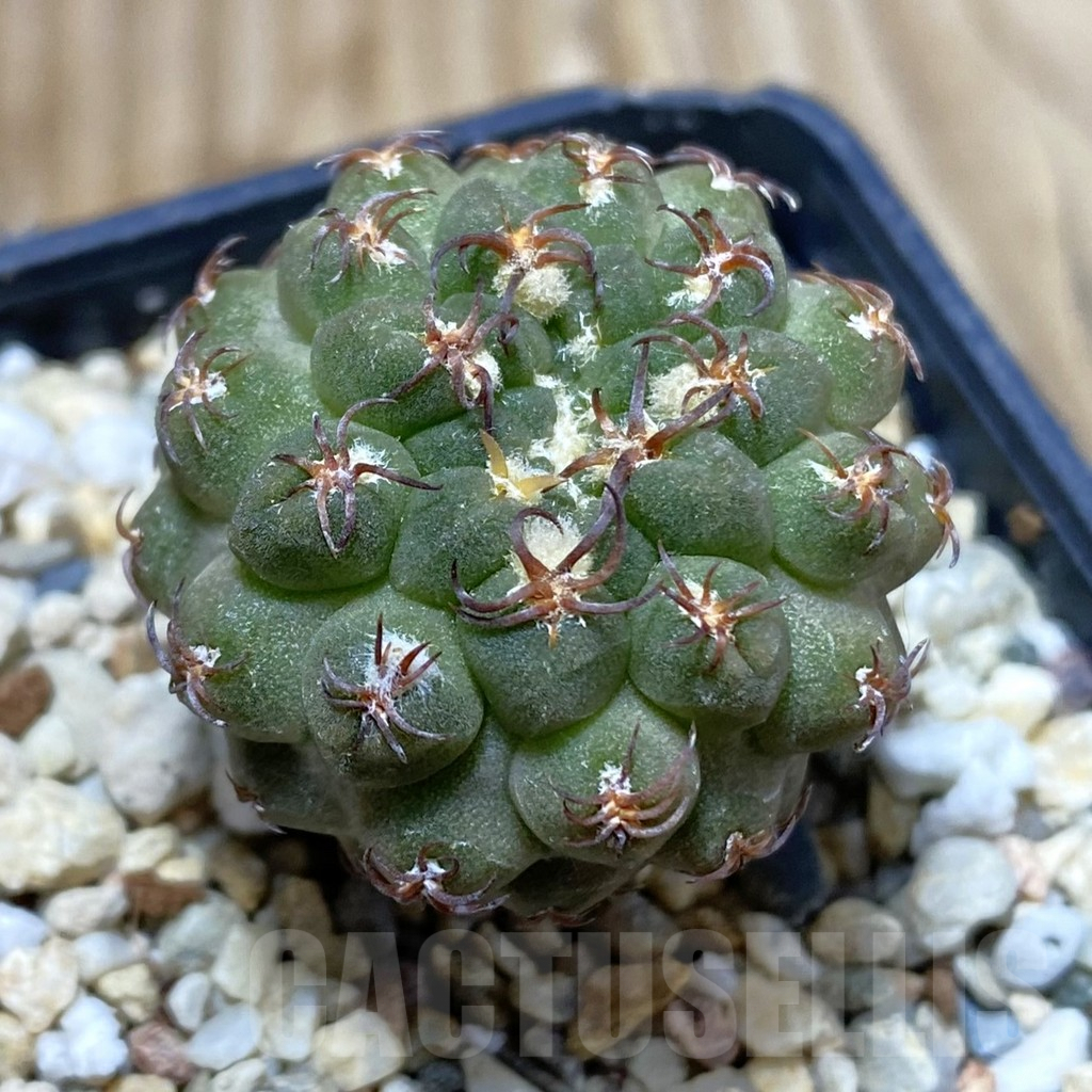 SH2867 Thelocephala glabrescens AW253